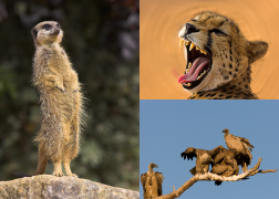 African Wildlife Images