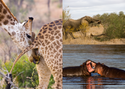 Animal Behaviour Images