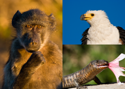 Animal Humour Images