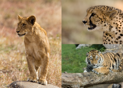Big Cats Images