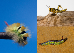 Insects Images