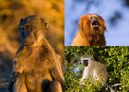 Primates Images