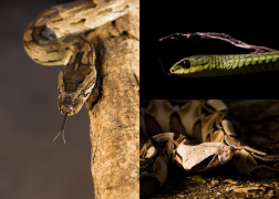 Snakes Images