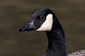 Canada Goose Head