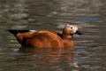 Ruddy Shelduck Tadorna ferruginea