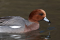 European wigeon