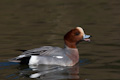 European wigeon calling