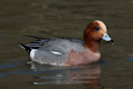 Wigeon Anas penelope