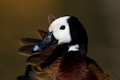 White-faced whistling duck
