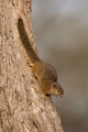 Tree squirrel