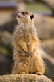 Meercat on watch