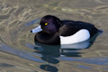 Tufted Duck