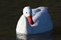 Coscoroba Swan