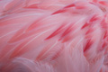Pink Feathers
