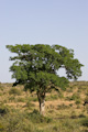 Lone African Fig Tree