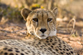 Resting Cheetah