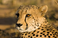 Cheetah's Gaze