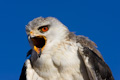 Black Shouldered Kite