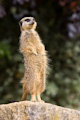 Meercat on guard