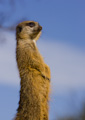 Meercat outlook