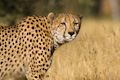 Hunting Cheetah