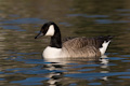 Canada Goose Branta canadensis