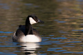 Canada Goose Branta canadensis