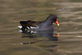 Reflected Moorhen