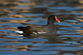 Moorhen Gallinula chloropus