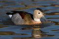Ringed Teal Calloneta leucophrys