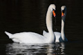 Swan Dance