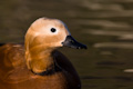 Ruddy Shelduck Tadorna ferruginea