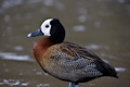 White-faced whistling duck