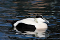 Common Eider Duck