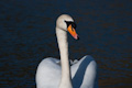 Mute Swan