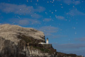Bass Rock Gannet Colony