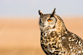 Cape Eagle Owl