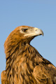 Tawny Eagle