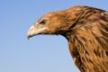 Tawny Eagle
