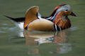 Mandarin Duck