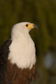 African Fish Eagle Haliaeetus vocifer