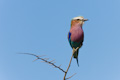 Lilac Breasted Roller