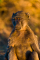 Baboon Contemplation