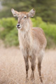 Young Common Waterbuck