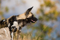African Wild Dog