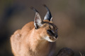 Alert Caracal