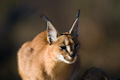 Attentive Caracal Cat