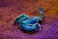 Flat Rock Scorpion Hadogenes troglodytes