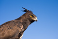 Long-crested Eagle
