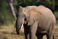 African Elephant